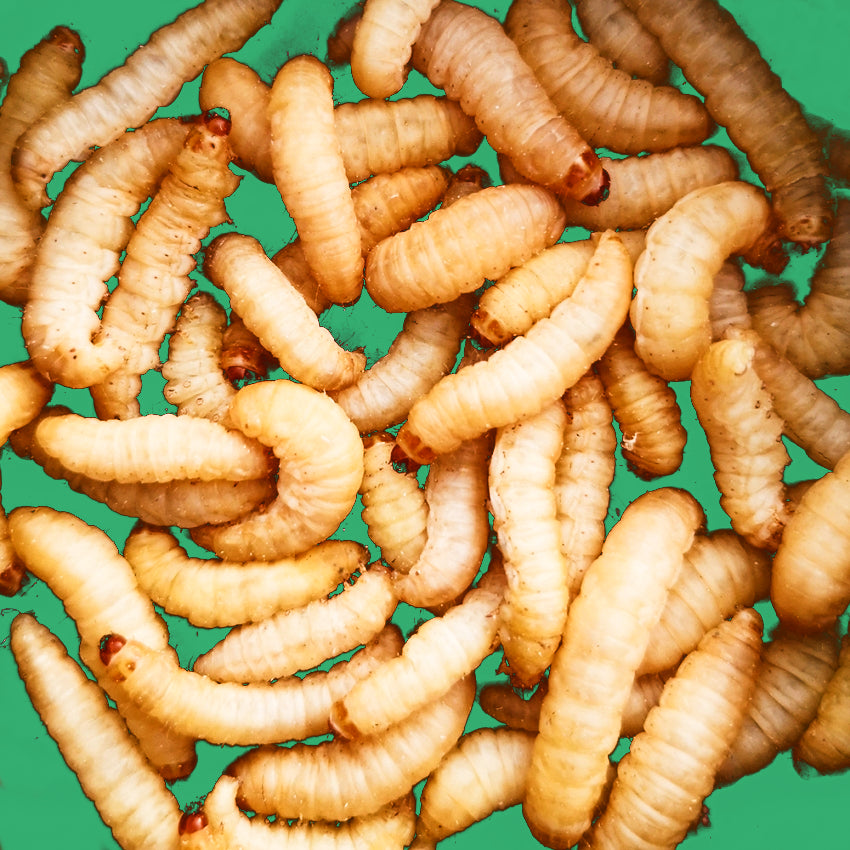 crested gecko wax worms