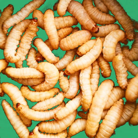 download waxworms near me