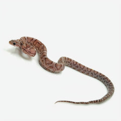 Blood Red Corn Snakes – Big Apple Herp - Reptiles For Sale