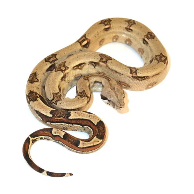 colombian red tail boa for sale