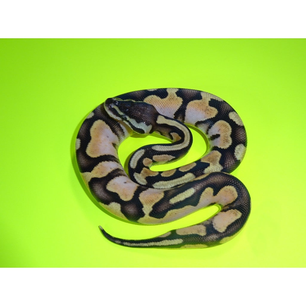 pastel ball python full grown