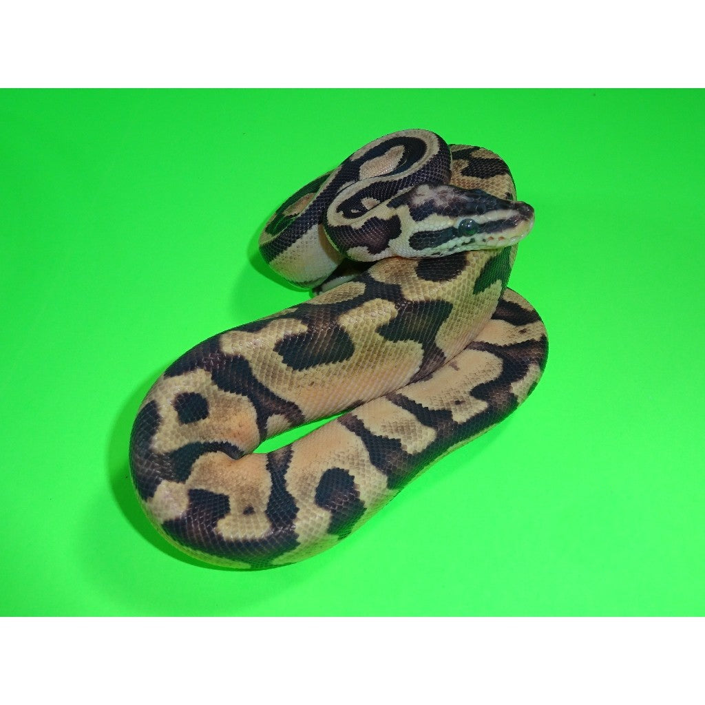 baby super pastel ball python