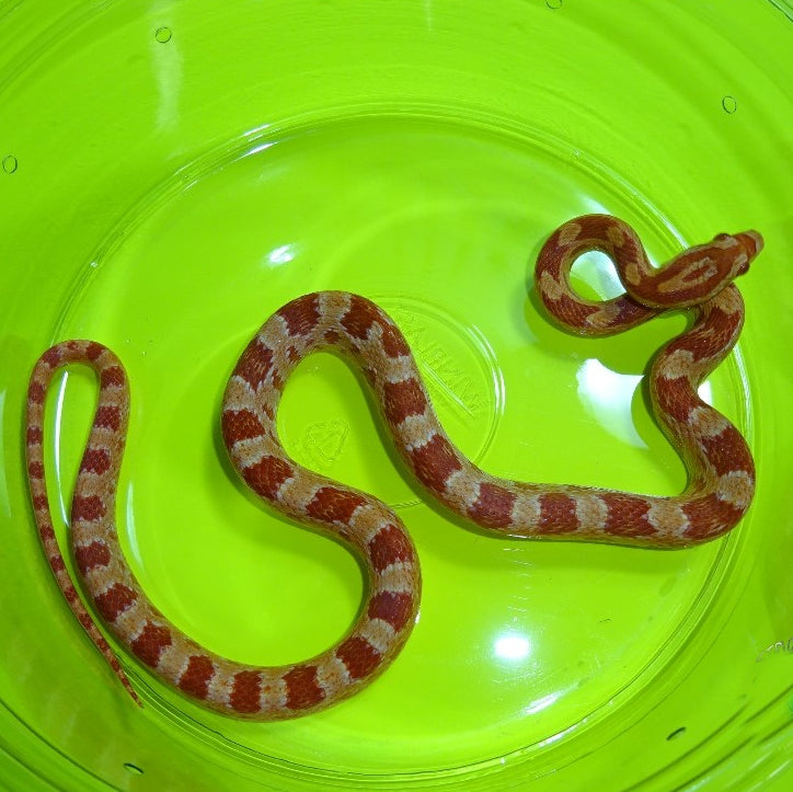 fluorescent orange corn snake