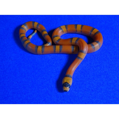 apricot pueblan milksnake