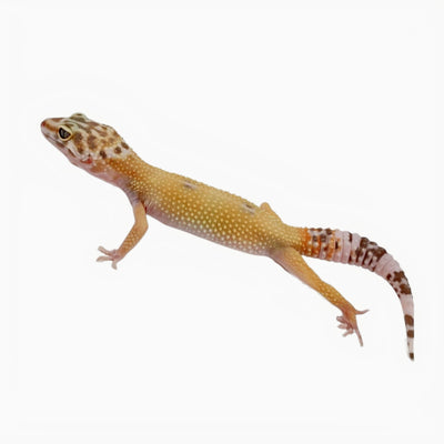 super giant hypo tangerine leopard gecko