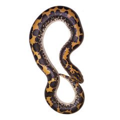 Colombian Red Tail Boas – Big Apple Pet Supply