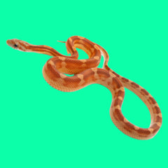 Blood Red Corn Snakes – Big Apple Herp - Reptiles For Sale