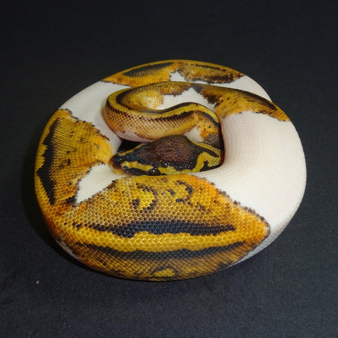 Pastel Pied Ball Pythons