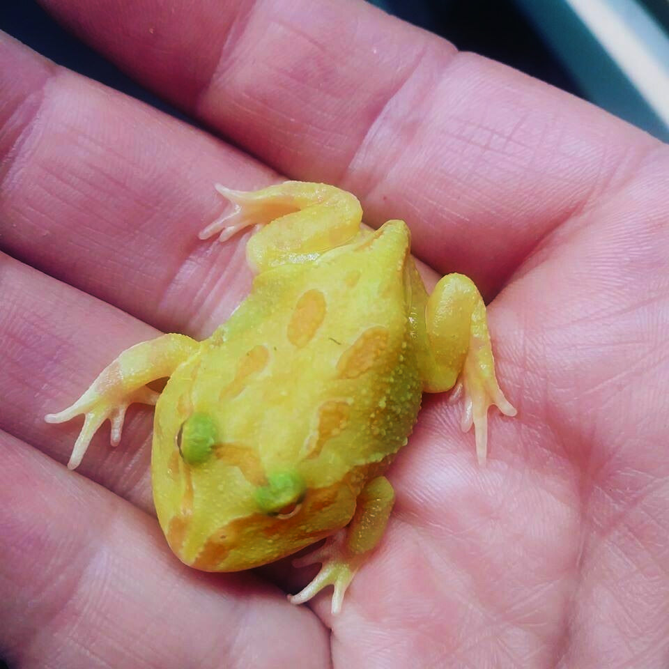 Samurai Albino Pacman Frogs for sale – Big Apple Pet Supply