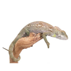 Rainbow Jacksons Chameleon for sale – TikisGeckos