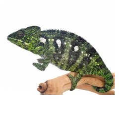 Rainbow Jacksons Chameleon for sale – TikisGeckos