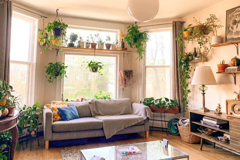 Cosy lounge room with lots of plants