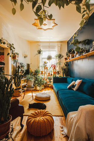 Colour Me Cosy - Boho Decor Plants