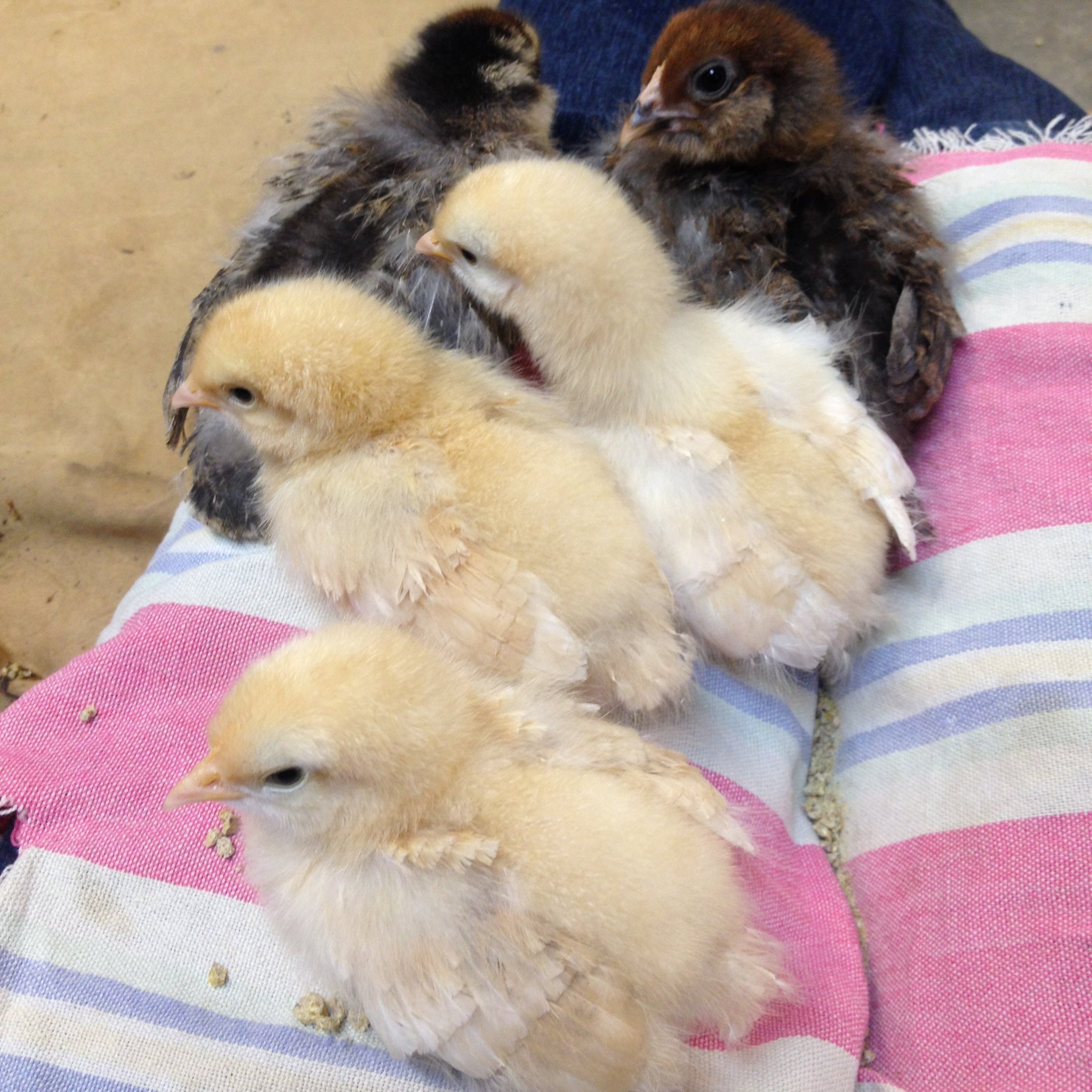 our baby chicks