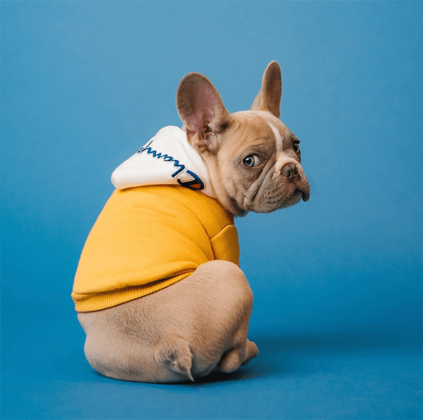 champion hoodie for dogs