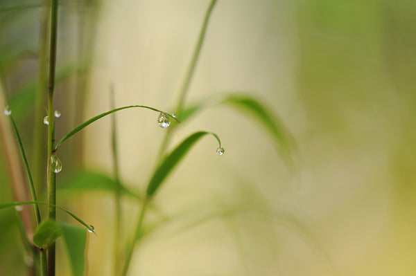 Bamboo in natural setting