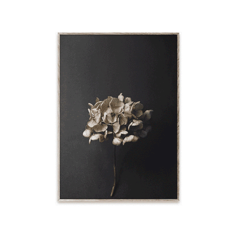 back in stock paper collective Gentil from Paper Collective till Life 04 Hydrangea photograph