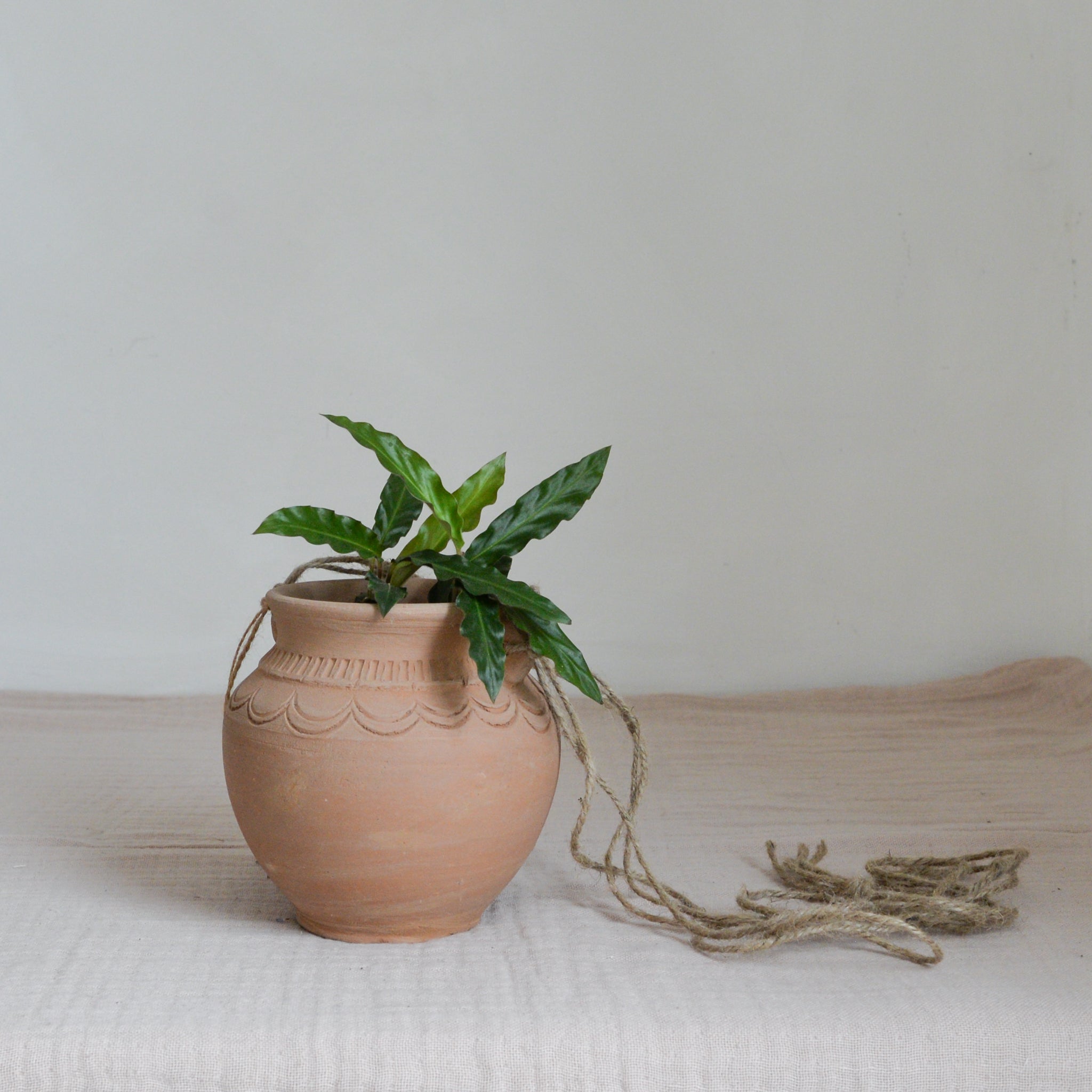 Hanging Terracotta Planter