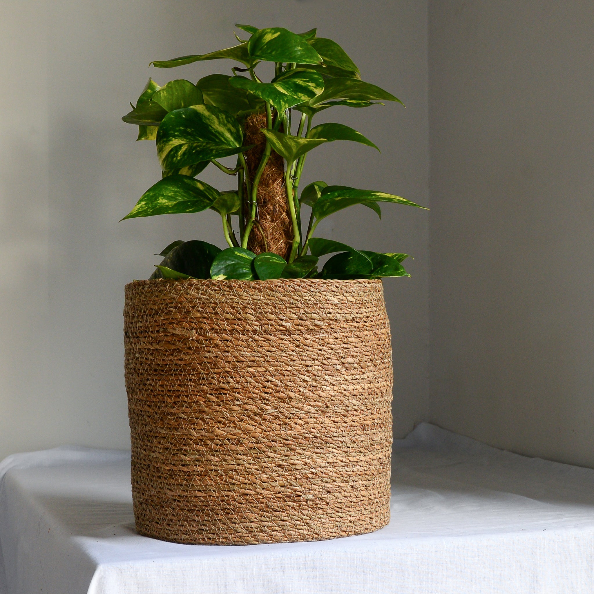 Natural Jute Planter in Five Sizes