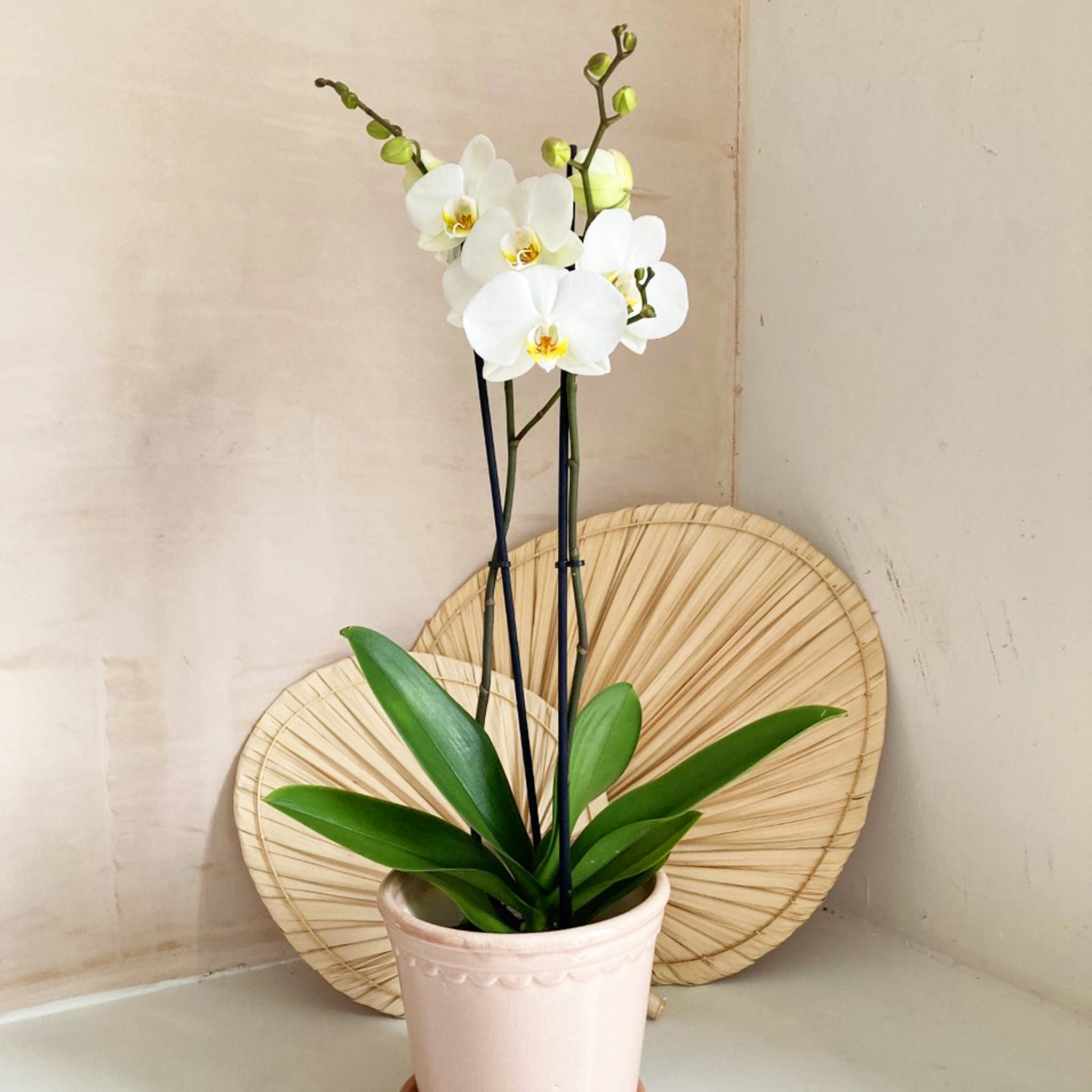 Collection Only - Orchid Phalaenopsis