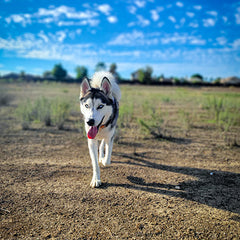 Real meat hiking snack for dogs