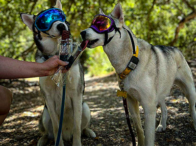 Two dogs Eating Ruff Bar Meat Bar