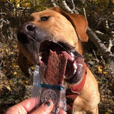 Chancellorthelab Ruff Bar protein bars for dogs hiking