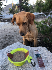 Hiking Dog Staring at Healthy Freeze Dried Dog Food and Protein bar for dogs