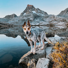 Hoji Dog Backcountry Hiking Dog Snacks