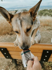 Hoji Dog Eating Beef Ruff Bar Hiking Dog Snacks
