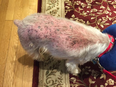 Dog with itchy skin condition