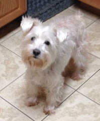 Dog with healthy fur and skin