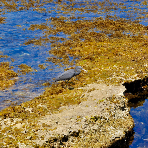 brown marine algae