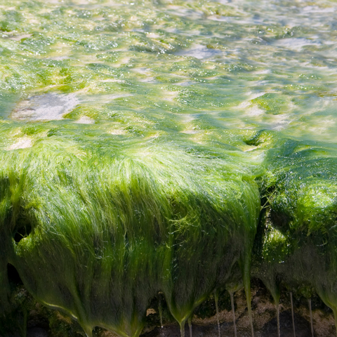 Green marine algae