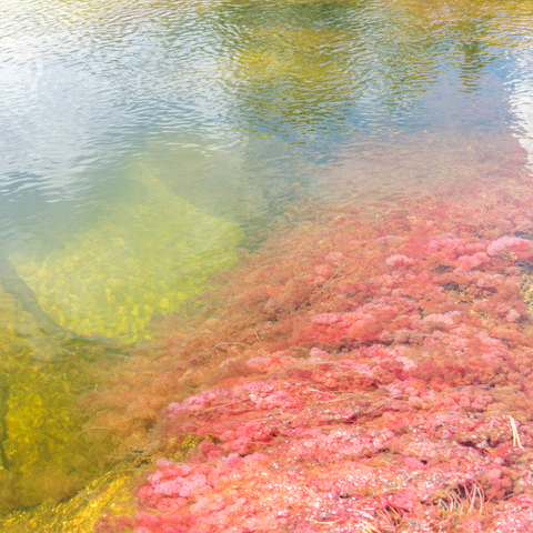 red marine algae