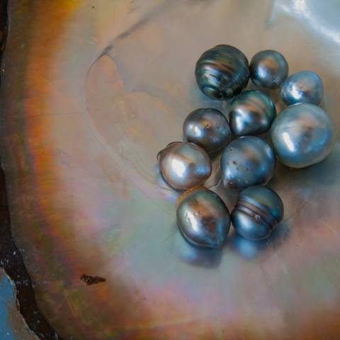 the tahitian black lip oyster produces tahitian black pearls