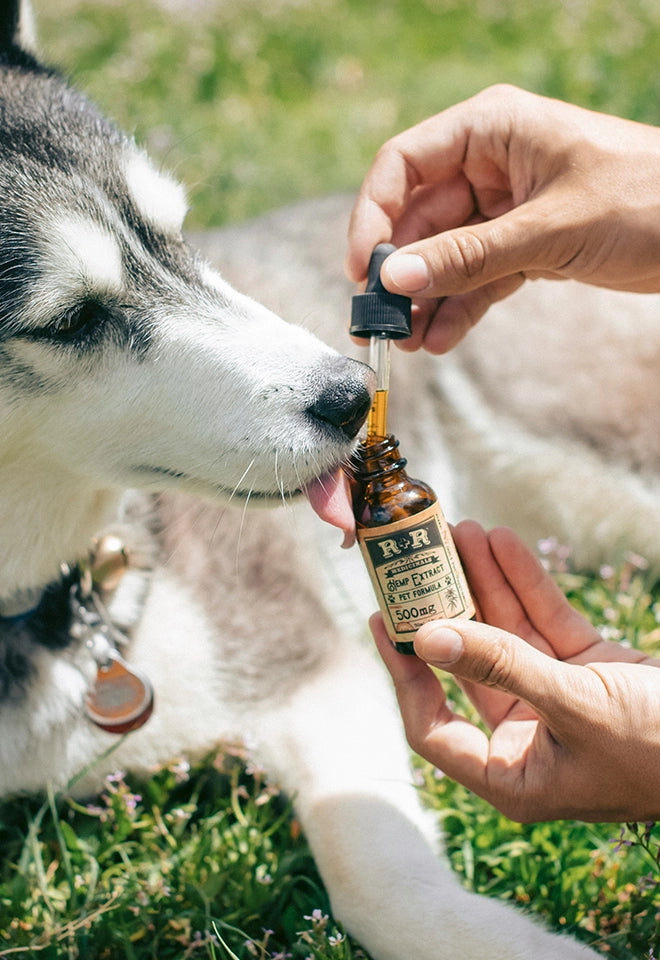 dog supps.webp__PID:d78e8cf4-1f59-4d10-87f5-166699fa3459