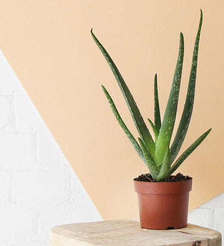 Aloe vera plant