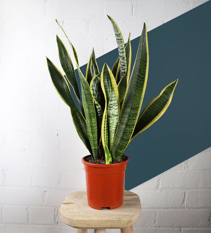 Snake Plant