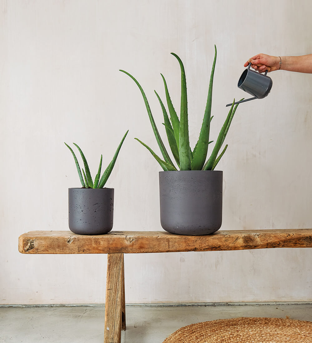 Buy The Aloe Vera Plant Online Indoor Houseplants Delivered Nationwide 3369