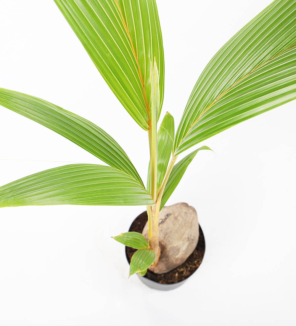 Buy The Coconut Palm Cocos Nucifera Indoor Houseplant With National Delivery Beards Daisies