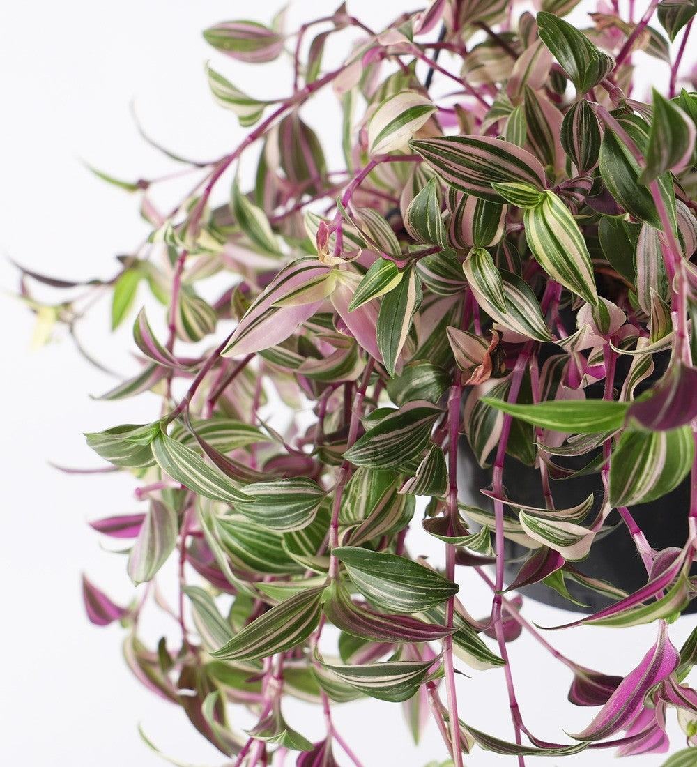 wandering jew plant where to buy