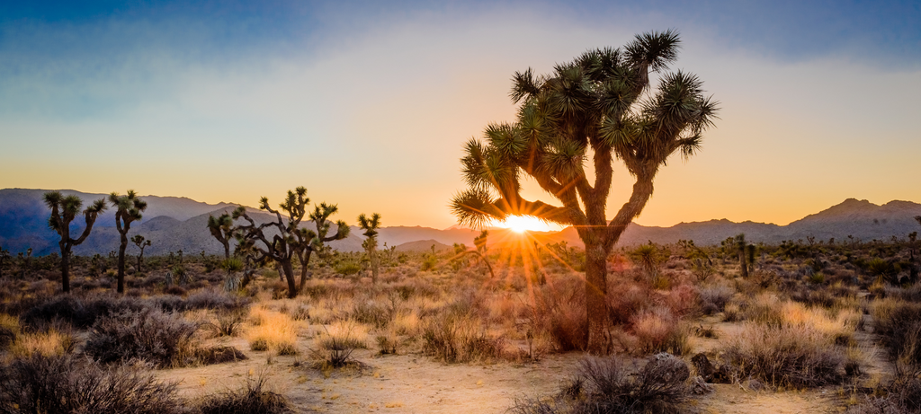 Joshua Tree National Park with BROTH Inc