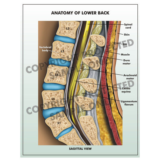 lumbar spine anatomy