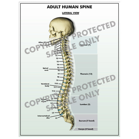 Human Spine Anatomy - Human Anatomy