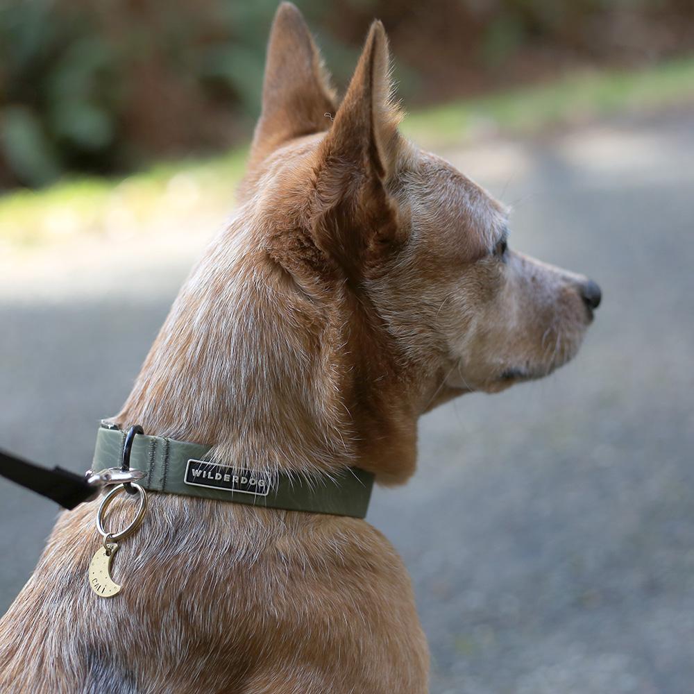 durable dog collars