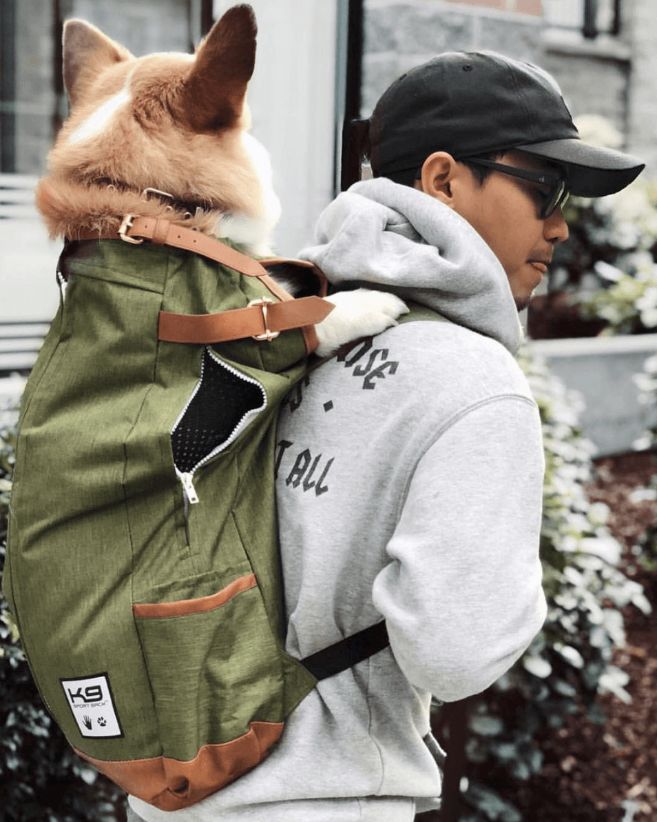 dog back carrier