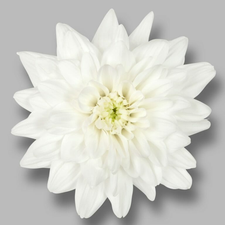 Spil kaste ret Baltica White 70cm – Exquisite Flowers & Decor Hire