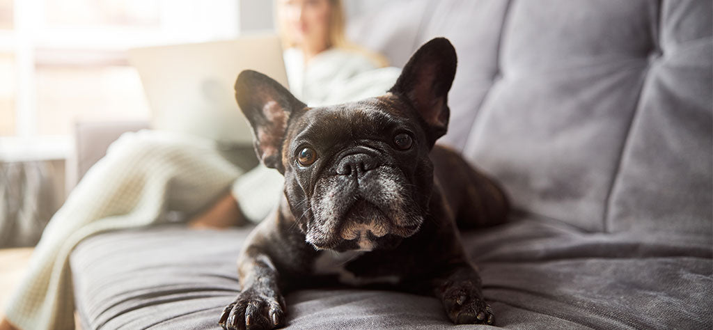 Black dog laying on sofa in living room