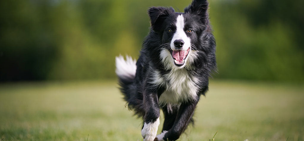 Border Collie running in a field